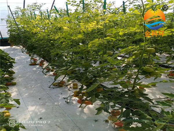 番茄丝瓜视频污污污色版下载17