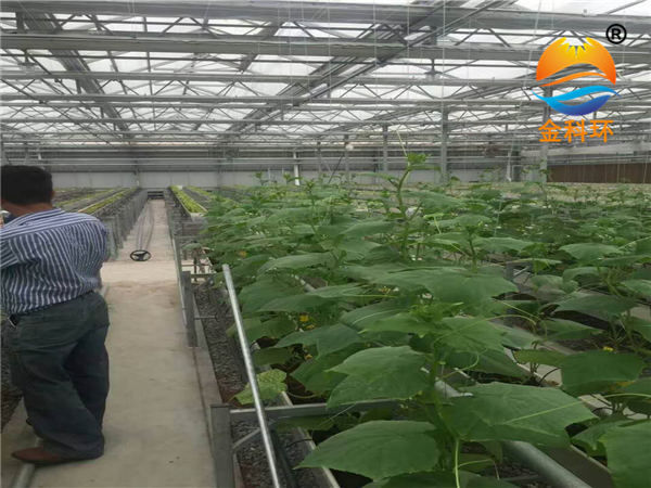 丝瓜视频污在线免费看草莓栽培槽
