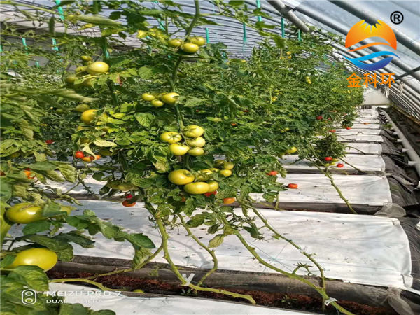番茄丝瓜视频污污污色版下载10