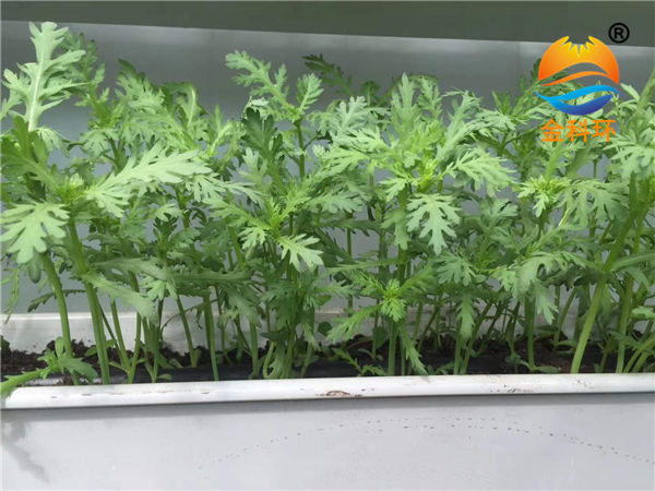 蔬菜丝瓜视频污污污色版下载 (19)