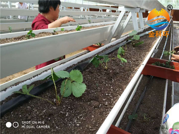 草莓丝瓜视频污污污色版下载41