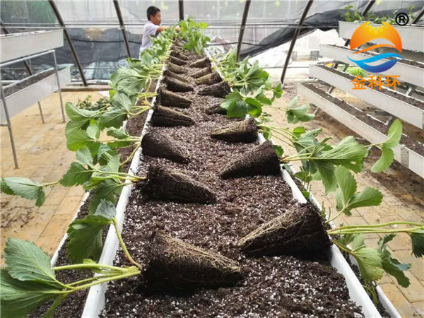 草莓丝瓜视频污污污色版下载20