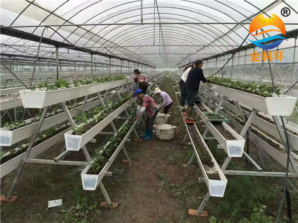 草莓丝瓜视频污污污色版下载8