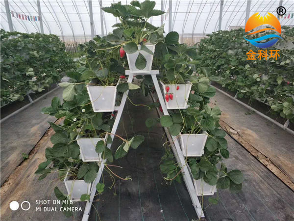 草莓丝瓜视频污污污色版下载52