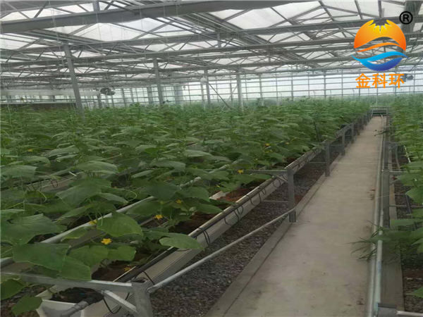 丝瓜视频污在线免费看草莓栽培槽