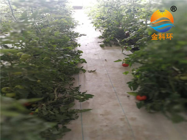 番茄丝瓜视频污污污色版下载12