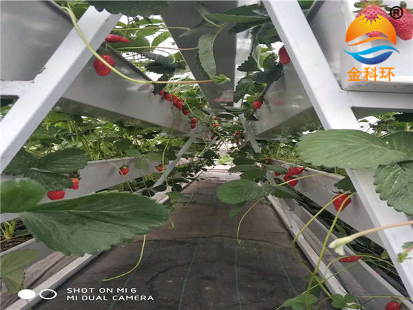 草莓丝瓜视频污污污色版下载53