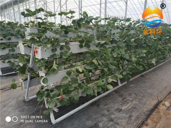 草莓丝瓜视频污污污色版下载49