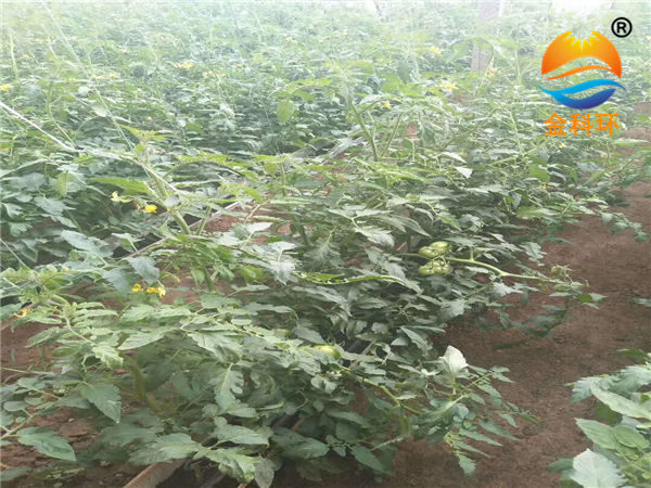 西红柿丝瓜视频污污污色版下载08