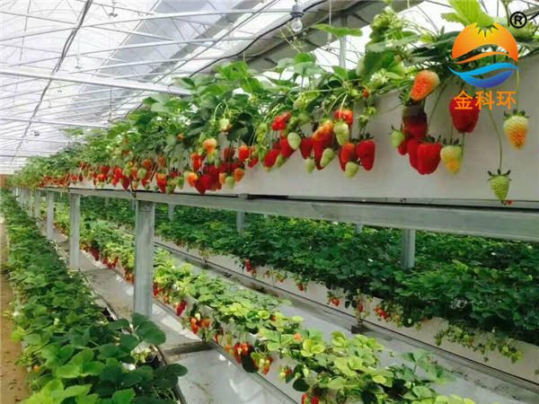 草莓丝瓜视频污污污色版下载12