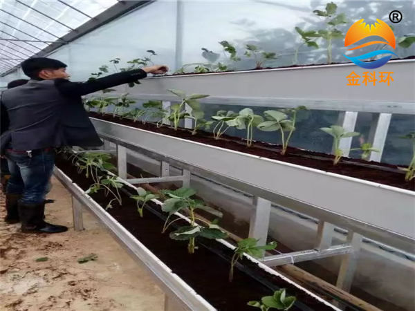 草莓丝瓜视频污污污色版下载45