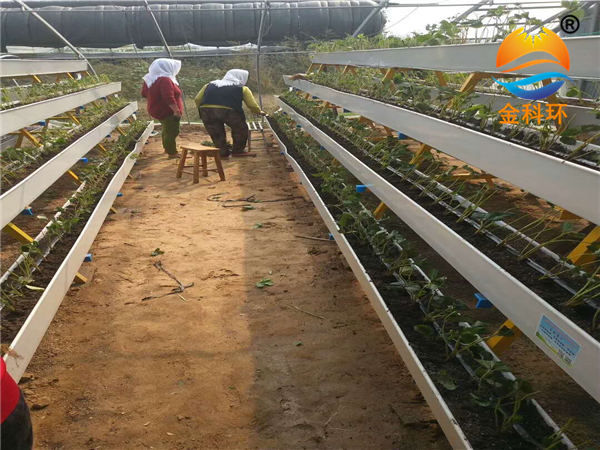 草莓丝瓜视频污污污色版下载22