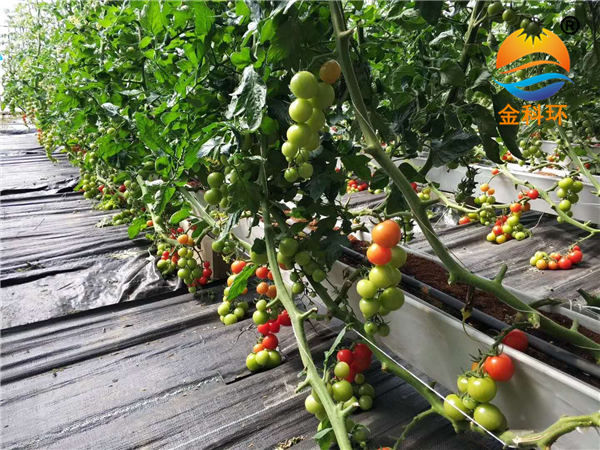 番茄丝瓜视频污污污色版下载16