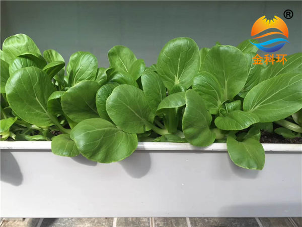 蔬菜丝瓜视频污污污色版下载 (23)