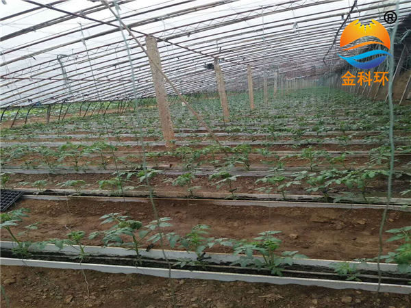 番茄丝瓜视频污污污色版下载07