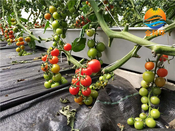 番茄丝瓜视频污污污色版下载21
