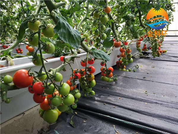西红柿丝瓜视频污污污色版下载11
