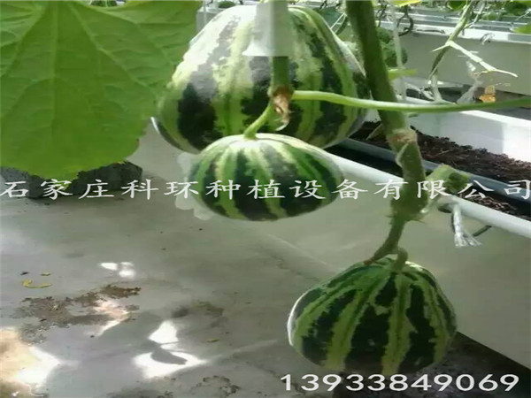 香瓜丝瓜视频污污污色版下载