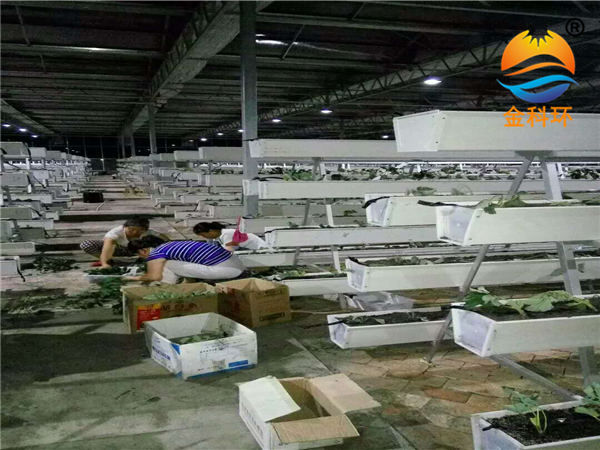 草莓丝瓜视频污污污色版下载13
