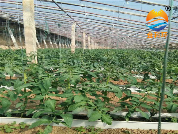 西红柿浅埋式丝瓜视频污污污色版下载02