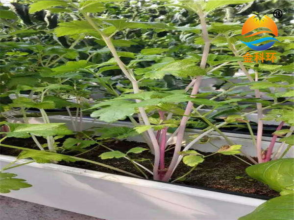 蔬菜丝瓜视频污污污色版下载23