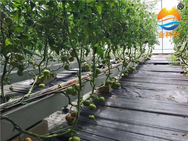 番茄丝瓜视频污污污色版下载18