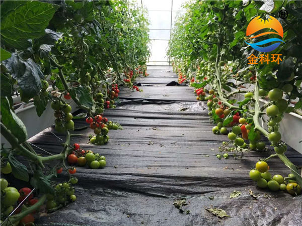 西红柿丝瓜视频污污污色版下载22