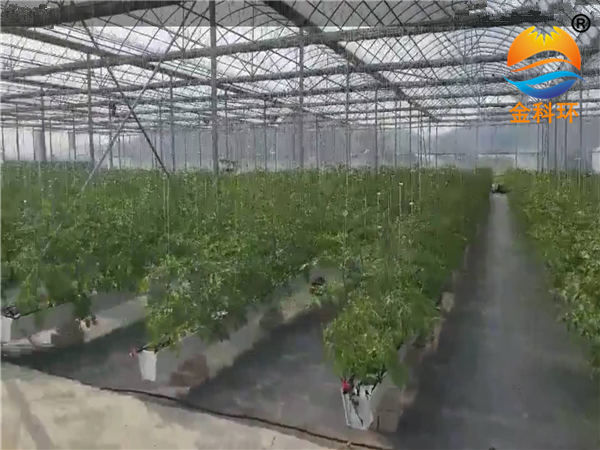 草莓丝瓜视频污污污色版下载40