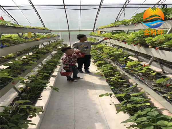草莓丝瓜视频污污污色版下载27