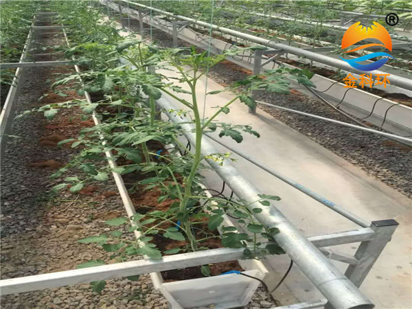 丝瓜视频污在线免费看草莓栽培槽